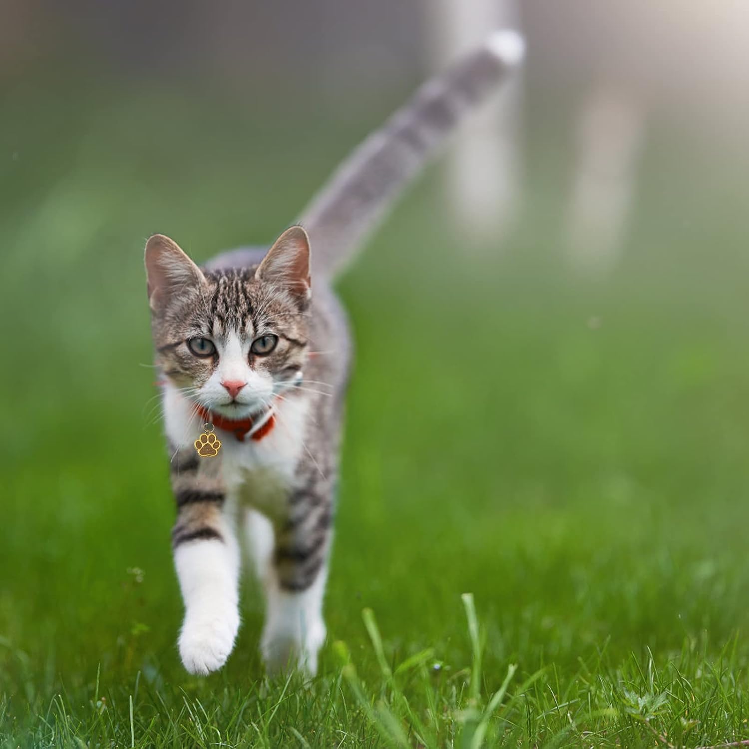 HACRAHO ペットIDタグ、犬用の8つのPCS亜鉛合金刻印名札 8つのPCSキーリングが付いたゴールデンポープリント犬のネームタグ猫犬の子犬のために、足の形