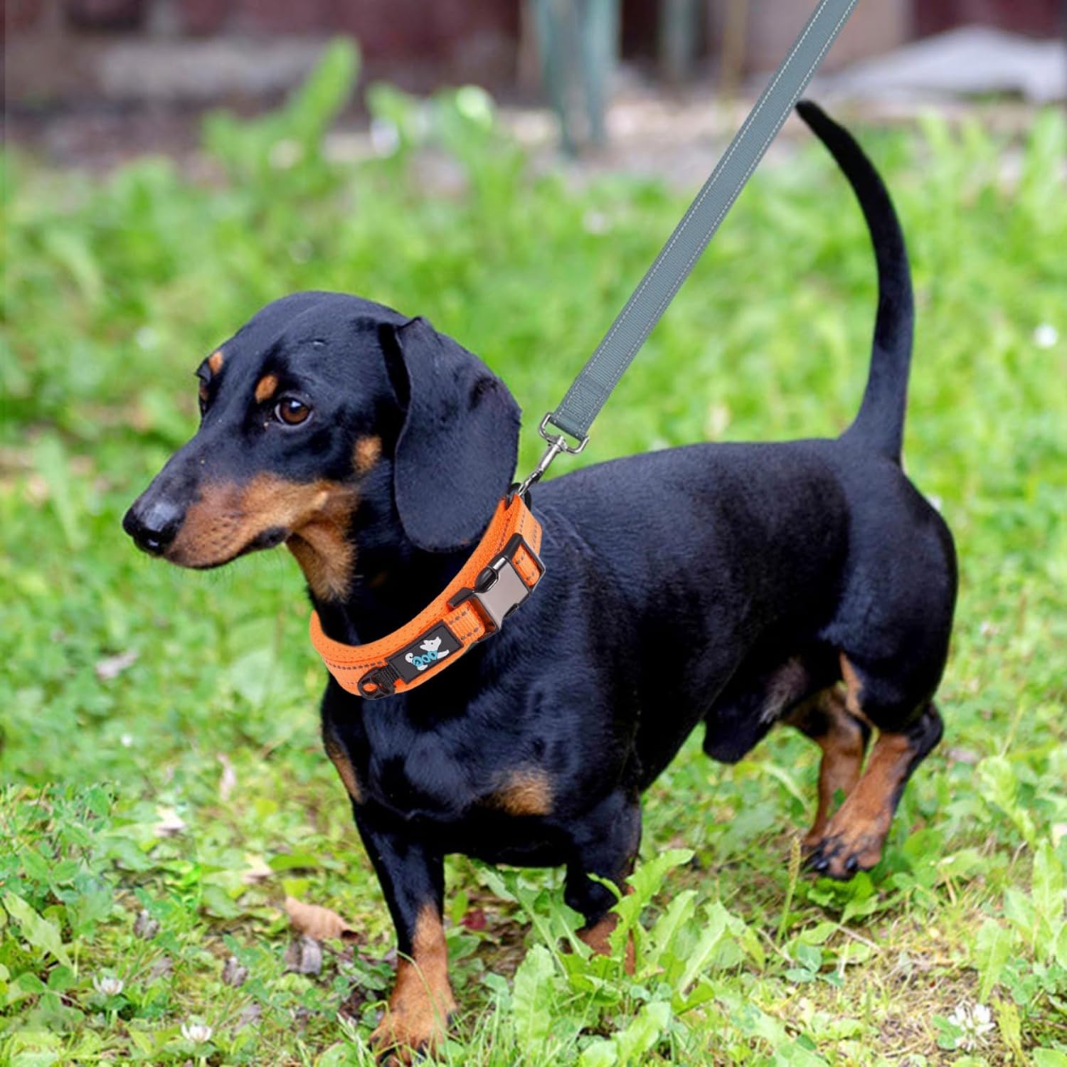 犬首輪 犬 首輪 反射 名入れ 刻印 夜 散歩 ベーシック首輪 ナイロン サイズ調節可能 ペット用品 発光 猫 犬の首輪 犬用訓練首輪 迷子札 小型、中型、大型犬用メッシュ素材 超軽量 通気パッド おしゃれ かわいい (ブルー, M首回り(50~60cm))